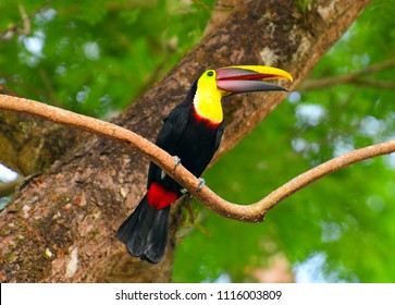 Toucan in the rain forest of Manuel Antonio National Park, Costa Rica