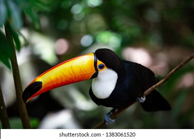toucan, rainforest, brazil, bird, beauty