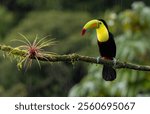 A toucan in the rainforest of Costa Rica