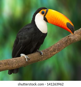 Toucan (Ramphastos Toco) Sitting On Tree Branch In Tropical Forest Or Jungle