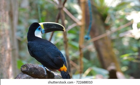 Toucan Seen From Behind In Ecuadorian Amazon. Common Names: Tucan. Scientific Name: Ramphastos Vitellinus