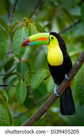 Toucan sitting on the branch in the forest, green vegetation. Nature travel holiday in central America. Keel-billed Toucan, Ramphastos sulfuratus. Wildlife from Nicaragua. 