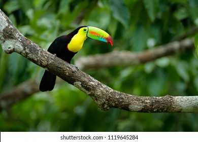 Toucan sitting on the branch in the forest, green vegetation, Panama. Nature travel in central America. Keel-billed Toucan, Ramphastos sulfuratus, bird with big bill. Wildlife Panama. - Shutterstock ID 1119645284