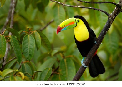 Toucan sitting on the branch in the forest, green vegetation, Costa Rica. Nature travel in central America. Keel-billed Toucan, Ramphastos sulfuratus, bird with big bill. Wildlife in Central America. - Shutterstock ID 1232471020
