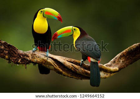 Toucan sitting on the branch in the forest, green vegetation, Costa Rica. Nature travel in central America. Two Keel-billed Toucan, Ramphastos sulfuratus, pair of bird with big bill. Wildlife.