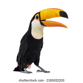 Toucan toco beak open, Ramphastos toco, isolated on white