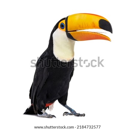 Toucan toco beak open, we can see its tongue, Ramphastos toco, isolated on white