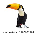 Toucan toco, Ramphastos toco, isolated on white