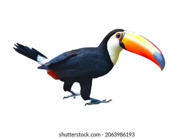 The Toucan Toco (Ramphastos toco) isolated on white background. - Shutterstock ID 2063986193