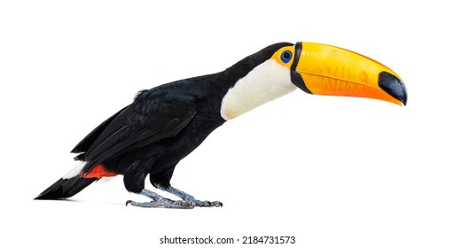 Toucan toco, Ramphastos toco, isolated on white - Shutterstock ID 2184731573