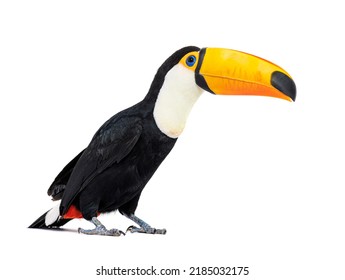 Toucan toco, Ramphastos toco, isolated on white - Shutterstock ID 2185032175