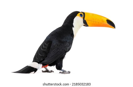 Toucan toco, Ramphastos toco, isolated on white - Shutterstock ID 2185032183