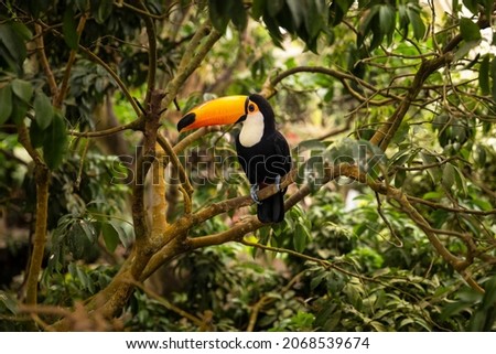 Toucan tropical exotic bird from the rainforest with its iconic yellow orange beak sitting on the branch of a tree surrounded by greenery