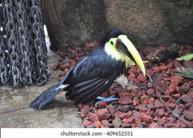 Toucans Of The La Paz Waterfall Gardens, Costa Rica