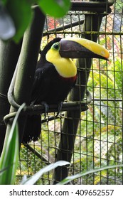 Toucans Of The La Paz Waterfall Gardens, Costa Rica