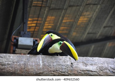 Toucans Of The La Paz Waterfall Gardens, Costa Rica