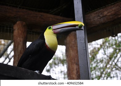 Toucans Of The La Paz Waterfall Gardens, Costa Rica