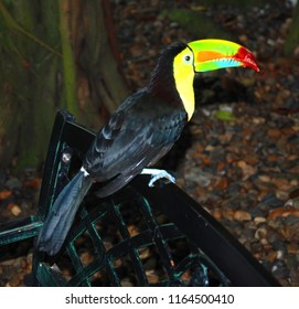 Toucans Members Family Ramphastidae Near Passerine Stock Photo