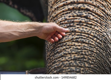 touch elephant