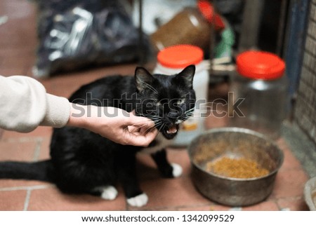 touch and feed a stray cat on the street