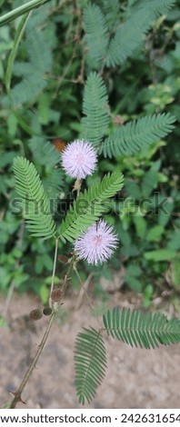 Touch me not_ Thottaavady_Mimosa pudica