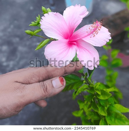 Touching A Beautiful China-Rose By A Women Who Loves Nature. Imagine de stoc © 