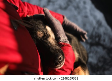 Touching The Dog's Muzzle With Hands Is A Close-up Portrait. Woman Came To An Animal Shelter To Choose A Dog For Herself. Northern Sled Puppies Alaskan Huskies Communicate With A Person.