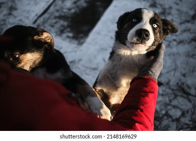 Touching The Dog's Muzzle With Hands Is A Close-up Portrait. Woman Came To An Animal Shelter To Choose A Dog For Herself. Northern Sled Puppies Alaskan Huskies Communicate With A Person.