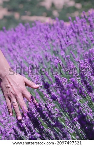 Touching the lavenders in the lavender garden in Isparta, Turkey