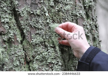 Touching Lichen on tree in Scotland