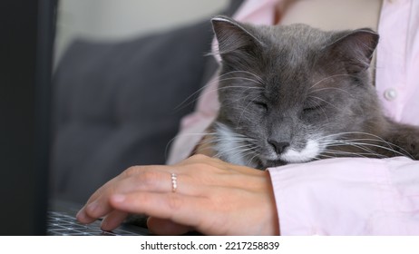 A Touching Moment Between A Pet And Its Owner. A Fluffy Grey Cat Kisses Its Owner On The Nose While Sitting In Her Arms. Woman Petting Cat On Sofa In Living Room. Female Owner Stroking Grey Kitten