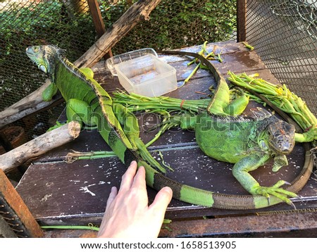 touching the two chameleon in chiang mai