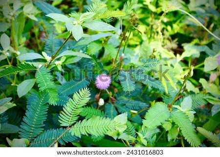 Touch-me-not Plant (Mimosa pudica). Thottavādi. This plant protects itself against herbivores by folding its leaves inward upon touching. Because the movement is so fast, it scares away the animals.