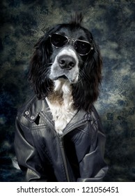 Tough Dog With An Attitude And Leather Jacket