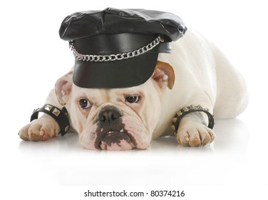 tough dog - english bulldog dressed up like a biker on white background