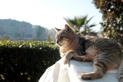 A Tough Gray Tabby Street Cat Relaxes In The Sun. In The Background Are A Hedge And The Cliffs And Buildings Of A City On The European Island Of Malta.