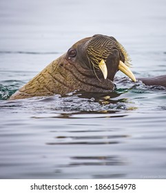 Tough Whiskers Surround The Mouth And Tusks On Young Walrus Near