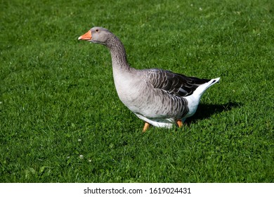Toulouse Domestic Goose,  Producing Pate de Foie Gras in France    