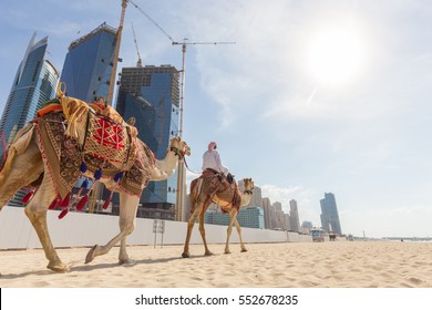 Tour Guide Offering Tourist Camel Ride On Jumeirah Beach On In Dubai, United Arab Emirates. Luxury Dubai Marina Skyscrapers In Background.