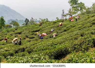 3,447 Munnar tea estate Images, Stock Photos & Vectors | Shutterstock