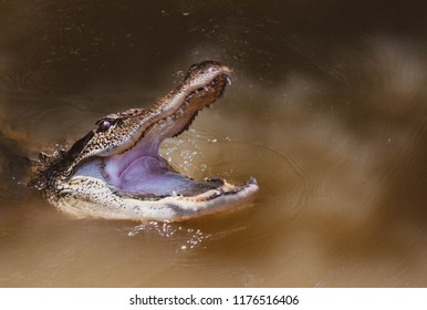 A Tourguide Is Feeding Hot Dogs To Wild Alligator In Louisianna Swamp