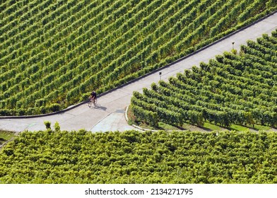 Tourist attraction - recreational cycling in vineyards of Lavaux  - UNESCO Heritage, Chexbres, Lavaux wine region, autumn - September, Geneva Lake, Lac Leman, canton Vaud, Switzerland, Europe
