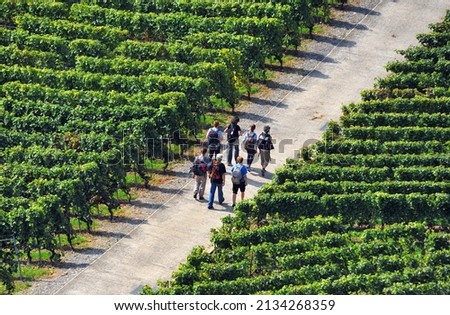 Tourist attraction - recreational walking in vineyards of Lavaux  - UNESCO Heritage, Chexbres, Lavaux wine region, autumn - September, Geneva Lake, Lac Leman, canton Vaud, Switzerland, Europe
