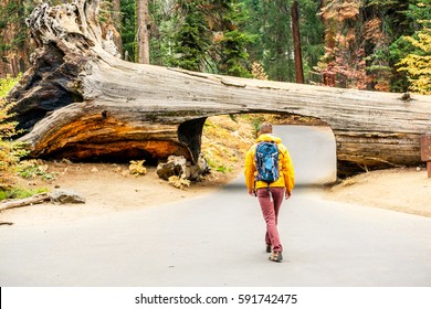 Tourist With Backpack Hiking In Sequoia National Park. California, United States.