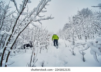 A tourist in a bright light green jacket walks through deep snow through thickets. Hiking winter adventure