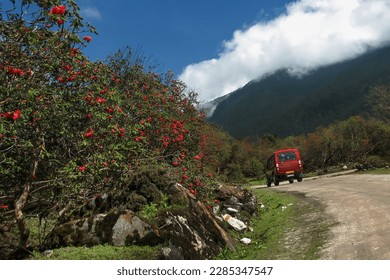 Tourist car passing through Rhododendron trees. Yumthang Valley or Sikkim Valley of Flowers sanctuary, Himalayan mountains, North Sikkim, India. Shingba Rhododendron Sanctuary. Tourist spot of Sikkim.