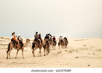 A Tourist Caravan Drives The Camel Through The Desert At The Sand Dunes Of Port Stephen In New South Wales, Australia