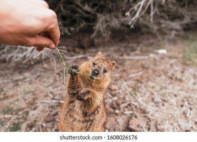 Tourist feedding cute quokka with green twig. Smiling quokka on Rottnest Island, Western Australia