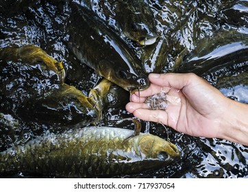 Kelah Fish Hd Stock Images Shutterstock