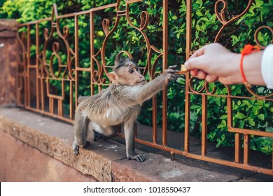 Tourist Feeding Monkey At Public Park In India